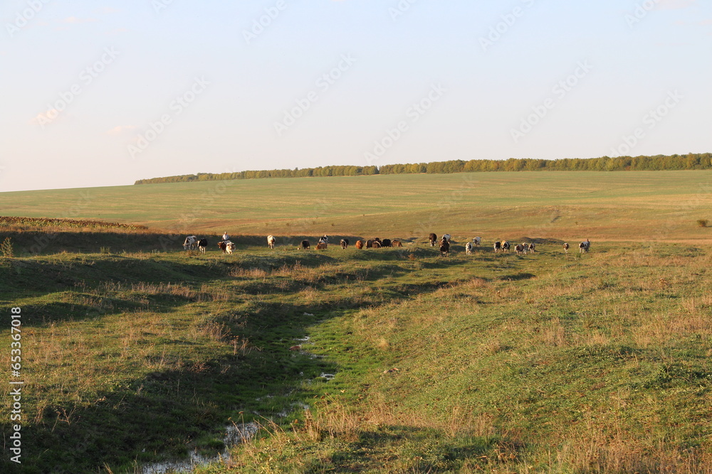 Fototapeta premium A group of cows grazing in a field