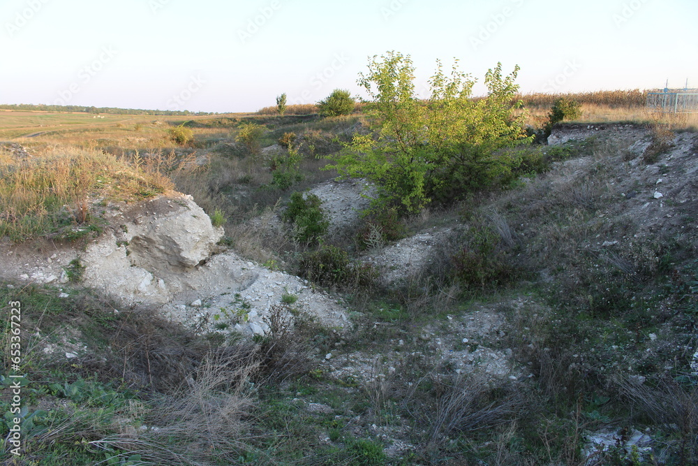 A rocky area with plants and bushes