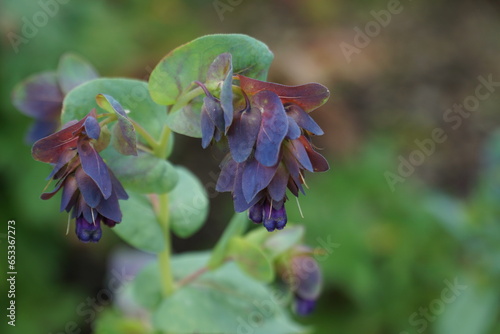 Cerinthe Major Purpurascens prospering on the St Cuthbert's Trail leading to Lindisfarne Holy Island. photo