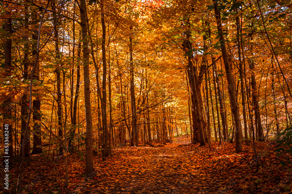 Fototapeta premium sunny autumn forest, path in the fall forest