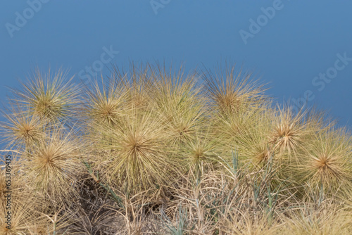 Spinifex littoreus  popularly called as Ravan   s mustache or Beach Spinifex  is a perennial grass with incredible stolon forming stems at Pulicat  Tamil Nadu in India