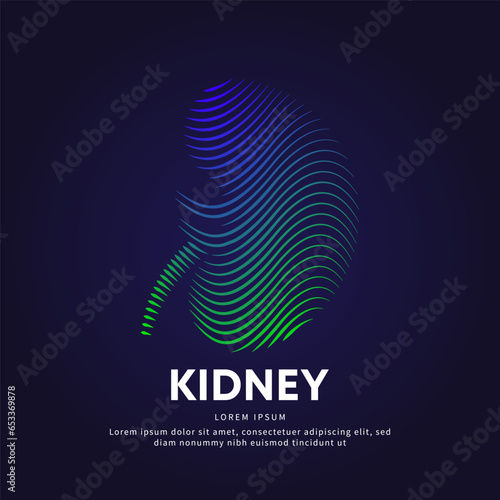Human kidney medical structure. creative Vector logo kidney color silhouette on a dark background. EPS 10