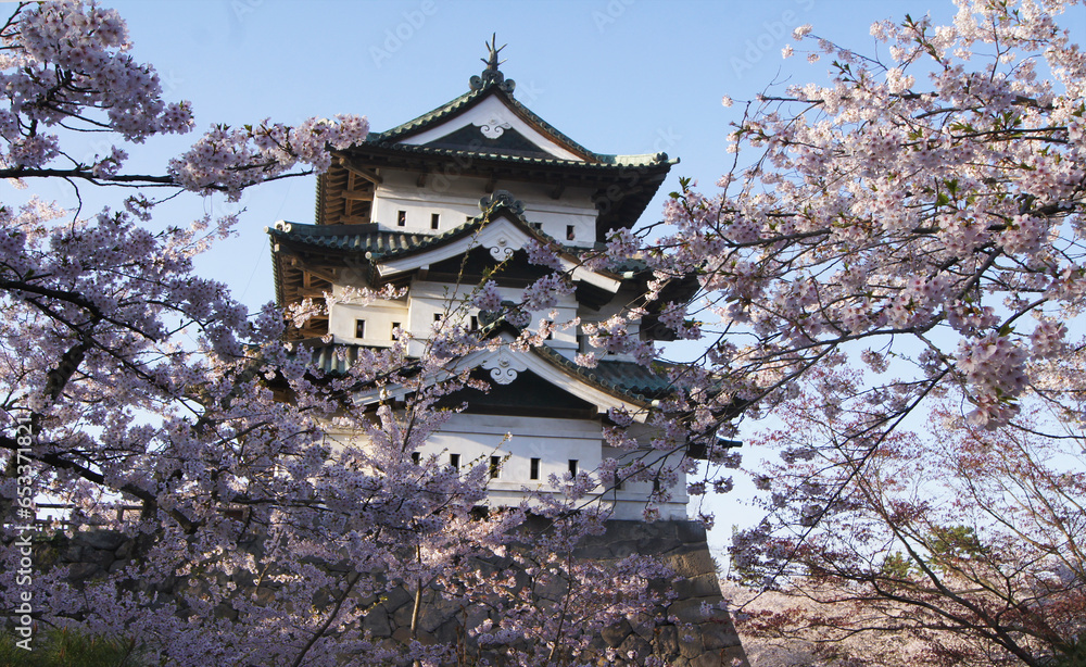 Cherry blossom, Hirosaki Castle, Aomori, Honshu Island, Japan Cherry blossom, Hirosaki Castle, Aomori, Honshu Island, Japan