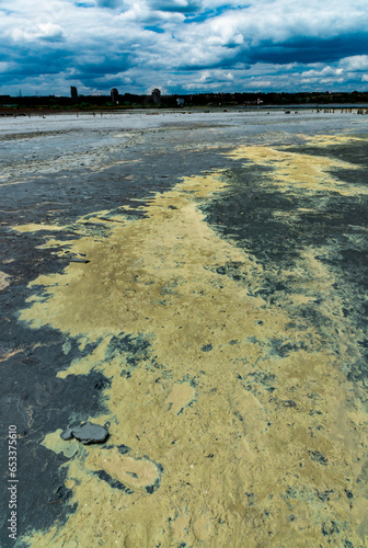 Yellow eggs of the crustaceans Artemia salina on the bank of the drying Kuyalnik estuary photo