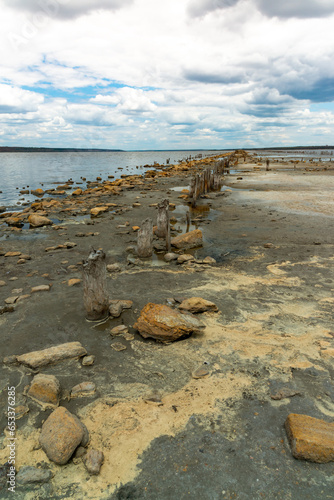 Yellow eggs of the crustaceans Artemia salina on the bank of the drying Kuyalnik estuary photo