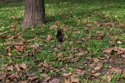 a small squirrel in lush green