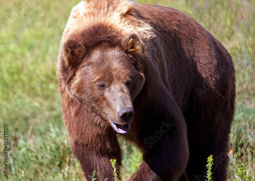 Grizzly bear closeup wandering through a grassy meadow in Montana, USA © gevans