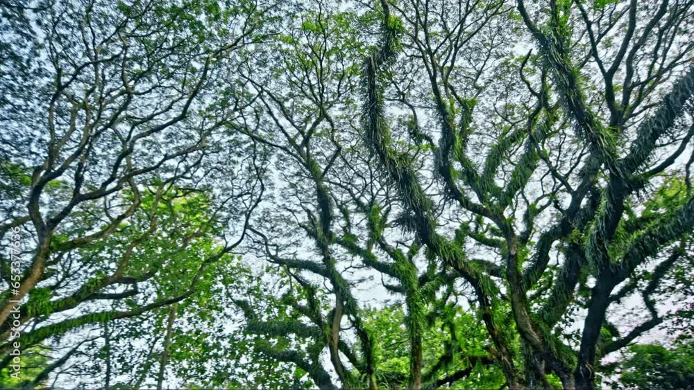 Ancient tree Samanea saman from Dutch era in De Djawatan forest in Indonesia. Ancient tree Samanea saman from Dutch era in De Djawatan forest in Indonesia.