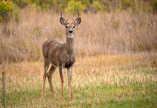 White tail deer buck portrait in Colorado, USA