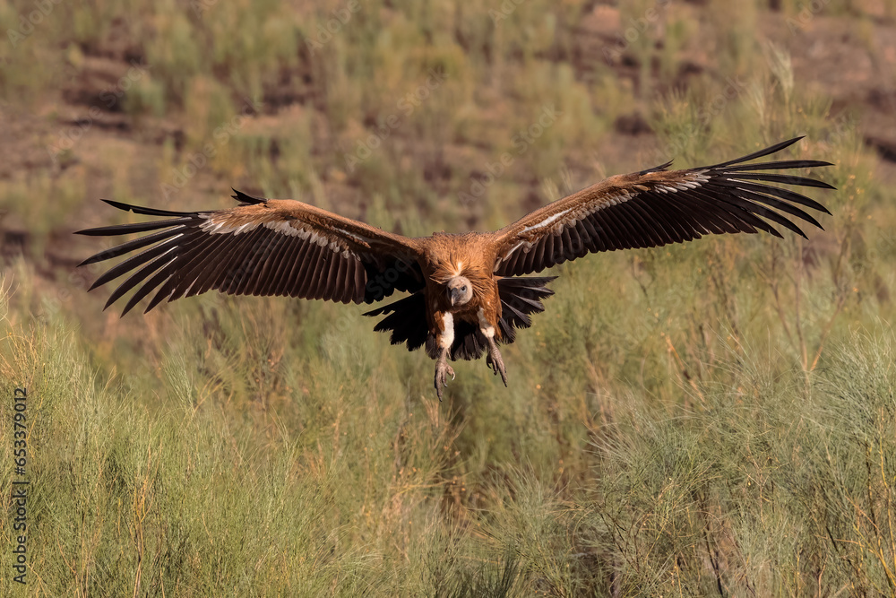 Griffon Vulture. Bird in flight. Griffon Vulture. Bird in flight.