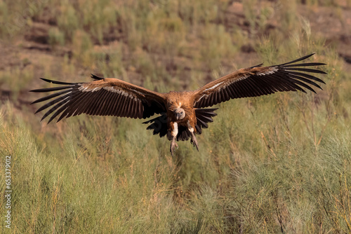 Griffon Vulture. Bird in flight. © Eduardo Estellez