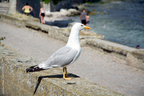 Closeup of a yellow-legged gull (Larus michahellis) near the seashore