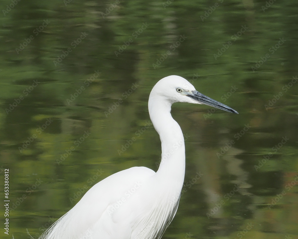 Naklejka premium aigrette dans l'eau de profil