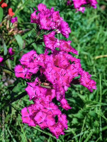 Close-up of dark pink carnation flowers, captured at a garden in the eastern highlands of central Colombia. photo