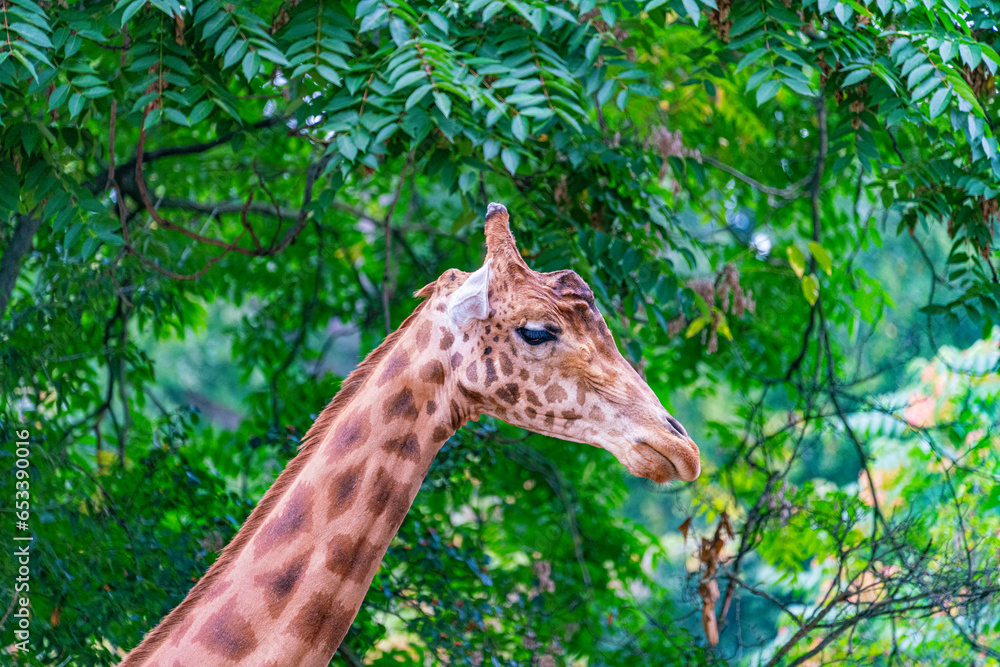 Obraz premium Giraffe