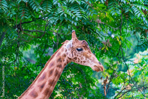 Giraffe © LegusPic
