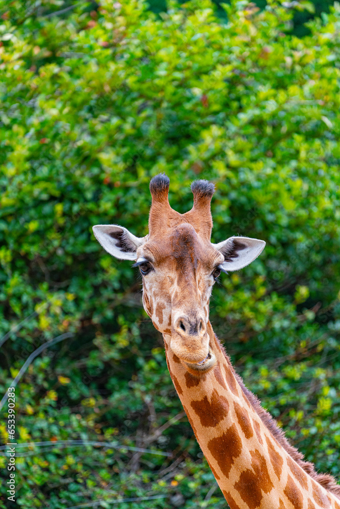 Naklejka premium Giraffe