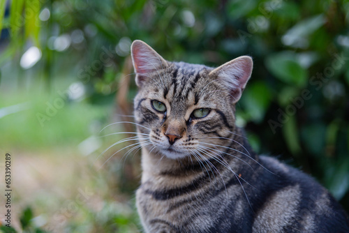 Wallpaper Mural Street cats enjoy a walk in the park. Crimea, Russia, 24.08.2023 Torontodigital.ca