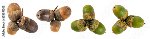 Collection of acorns  isolated on transparent background. photo