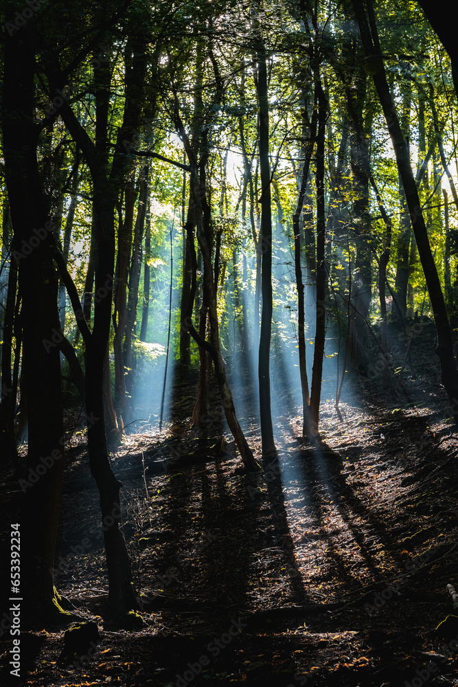 morning in the forest morning in the forest