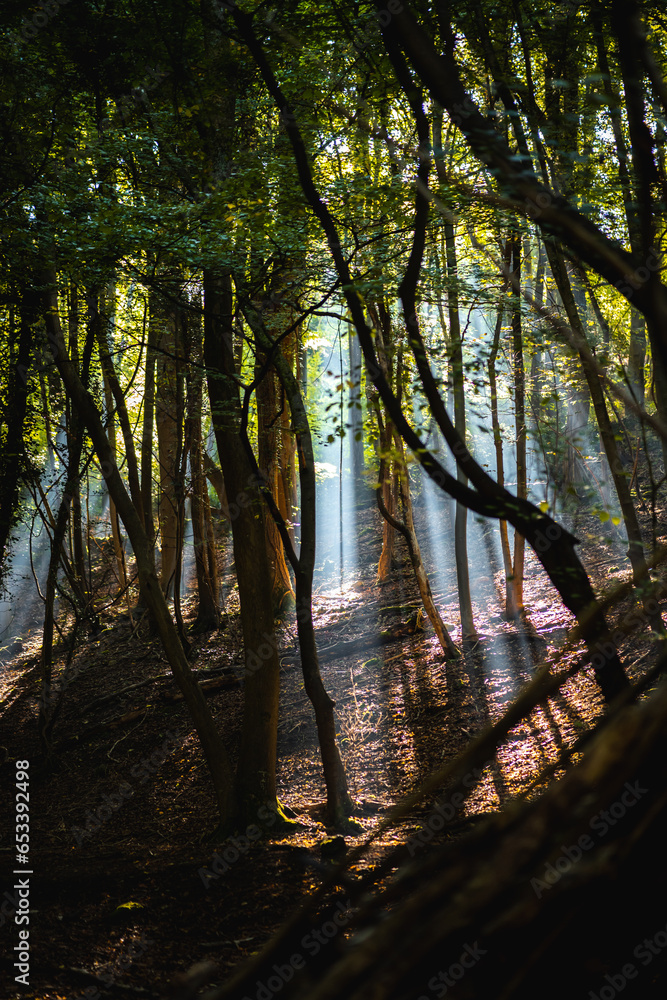 Naklejka premium Light rays morning in forest