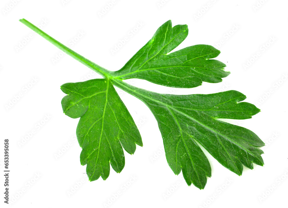 Parsley leaf isolated on white background. Fresh aromatic herbs Parsley leaf isolated on white background. Fresh aromatic herbs
