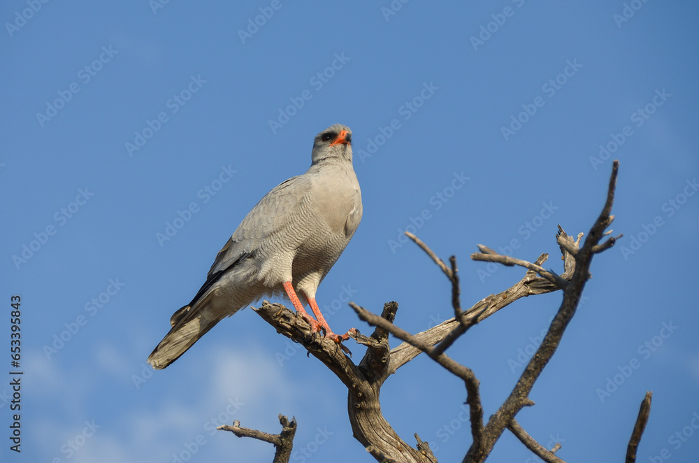 Halcón de Namibia, África Halcón de Namibia, África