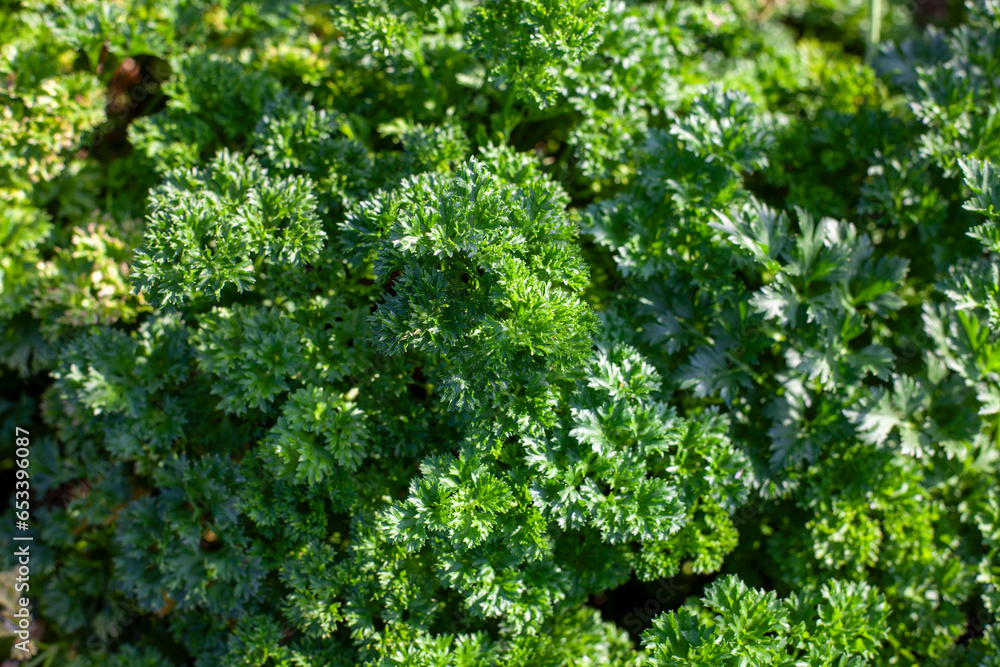 Fresh green curly parsley growing in the garden. Fresh green curly parsley growing in the garden.