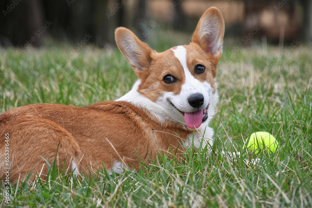 Pembroke Welsh Corgi playing with ball outside, tongue hanging out Pembroke Welsh Corgi playing with ball outside, tongue hanging out