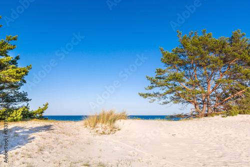 Forest beaches of the Baltic Sea, with sandy entrance, panoramic image. © Sergey T..