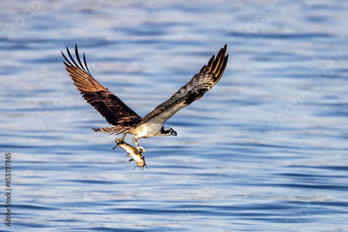 An osprey grasps a fish in its talons as it glides over a lake