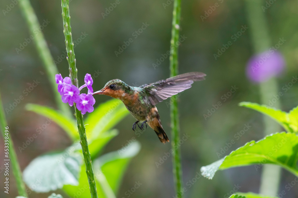 Tufted Coquette hummingbird, Lophornis ornatus, feeding on a purple flower in a garden in natural lighting Tufted Coquette hummingbird, Lophornis ornatus, feeding on a purple flower in a garden in natural lighting