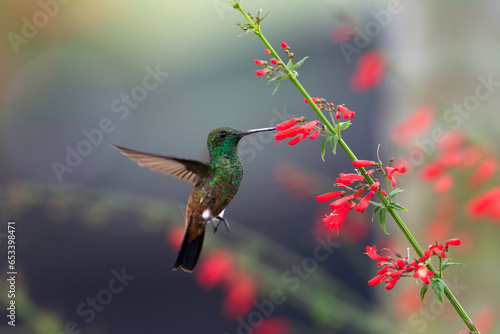 Copper-rumped hummingbird, Amazilia tobaci, in flight with brightly lit red flowers and gray background