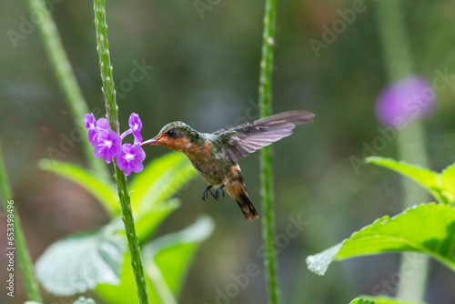 Tufted Coquette hummingbird, Lophornis ornatus,  feeding on a purple flower in a garden in natural lighting © Chelsea Sampson