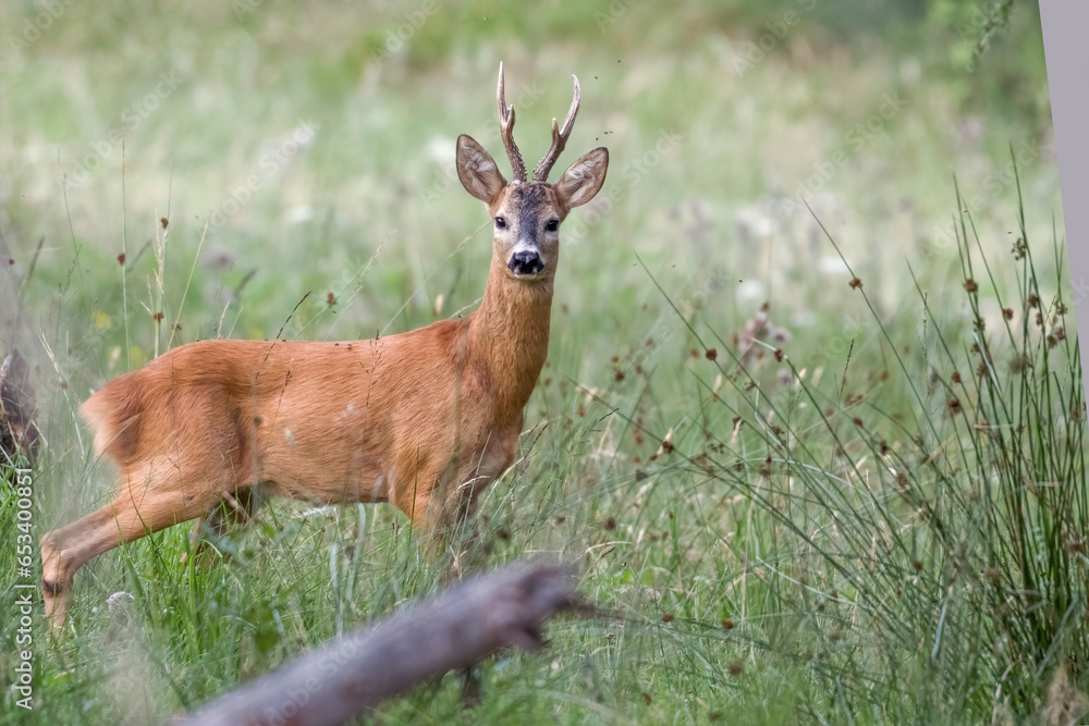 Summer wild Roe deer or roe buck (Capreolus capreolus) standing in an flowery alpine meadow with tall grass and sometrunks, Alps Mountains, Italy.