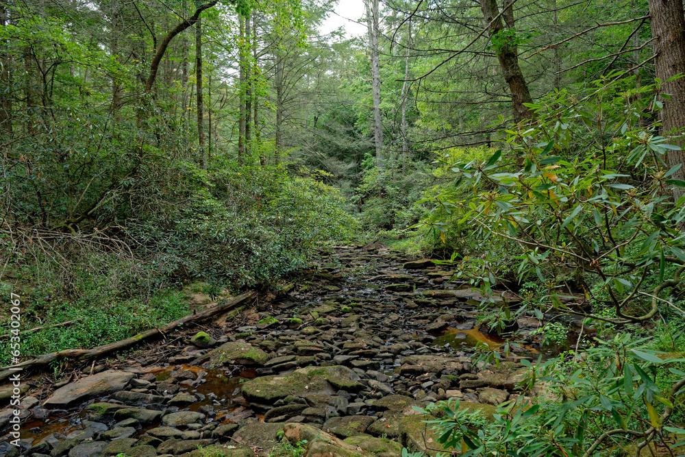 Fototapeta premium Dry creek in a forest