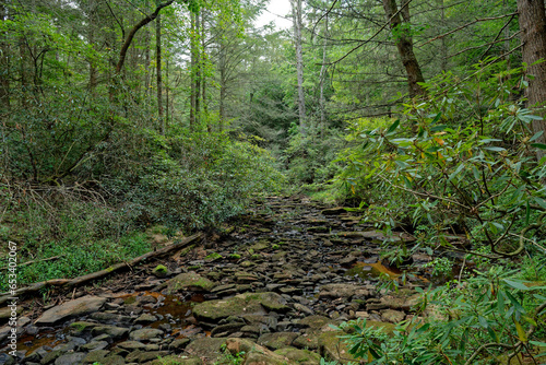 Dry creek in a forest