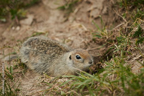 ground squirrel in wild, close-up, blurred background, rodent in grass
