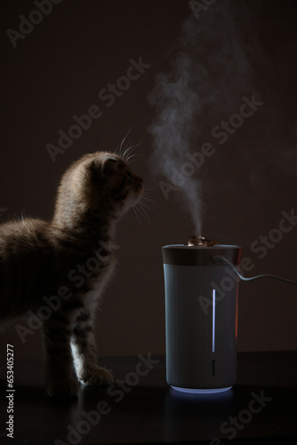 Little red kitten sits and looks at the white steam that comes out of the humidifier