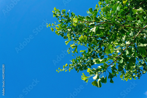 ginkgo tree branches with green leaves against the blue sky