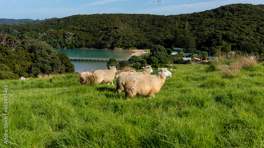 Fototapeta premium Urupukapuka Island, New Zealand, Sheep