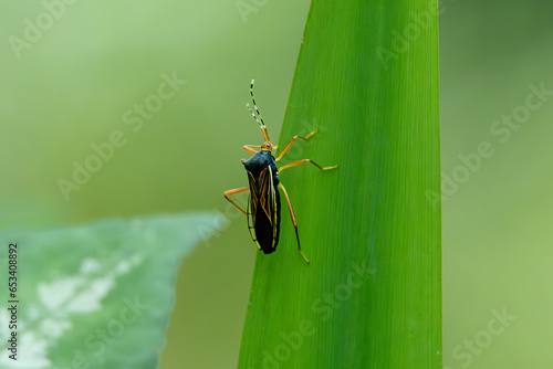 Leptoglossus zonattus, Insectos, Chinches photo