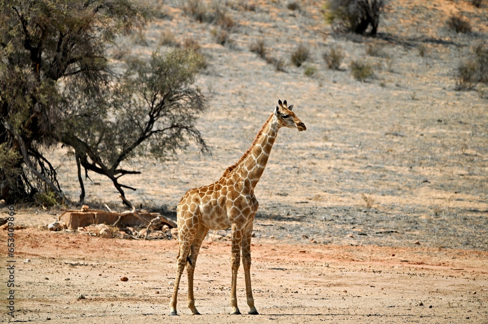 Obraz premium giraffe in the savannah. Nossob riverbed Kgalagadi