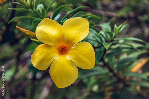 yellow flower