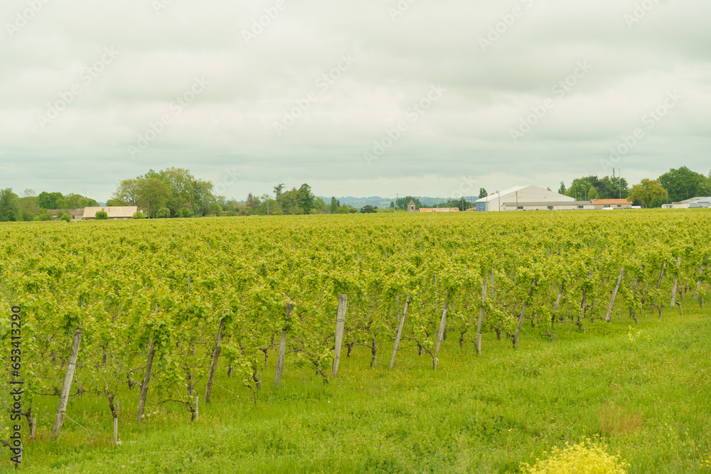 Vineyards in the province of Aquitaine in spring.