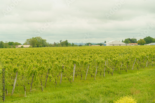 Vineyards in the province of Aquitaine in spring.