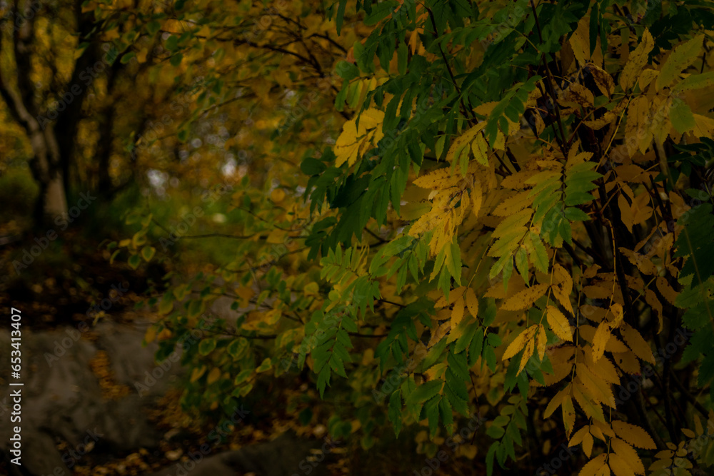 green forest in the autumn