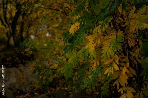 Obraz na płótnie green forest in the autumn w salonie