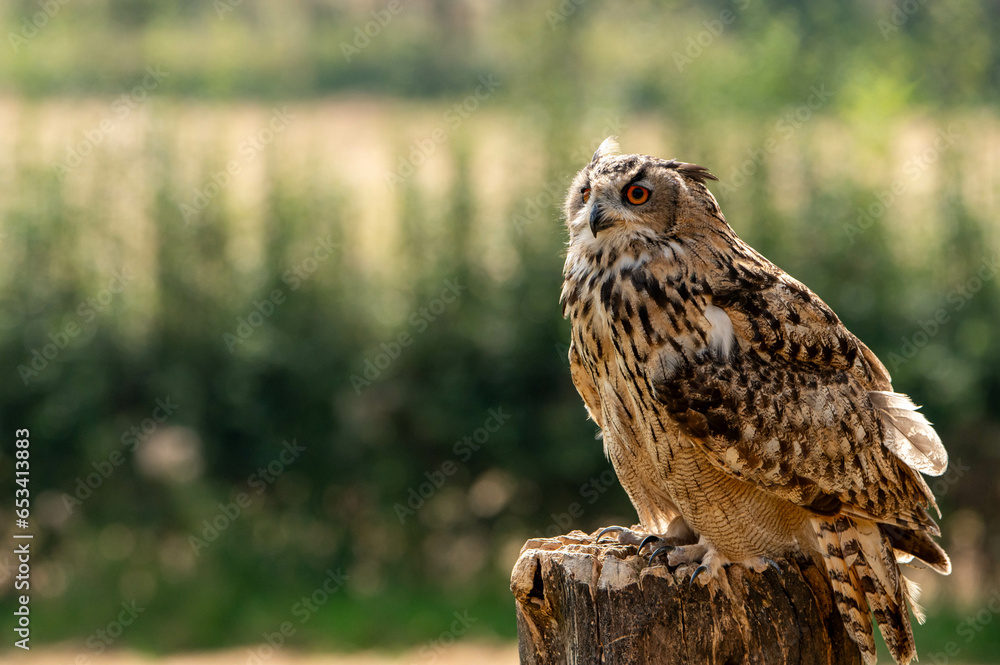 an owl sitting on a tree trunk on a sunny day an owl sitting on a tree trunk on a sunny day