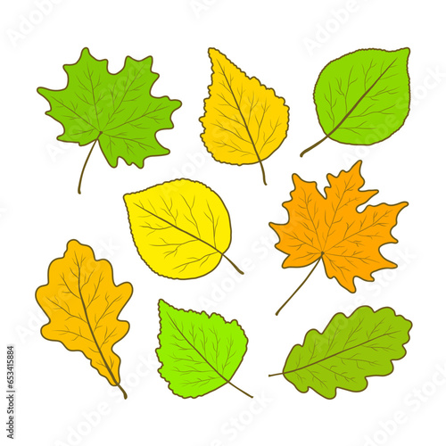 Bright green summer and bright yellow, orange autumn leaves of oak, maple, beach and mountain ash with an outline on a white square isolated background. A set of leaves. Vector illustration.